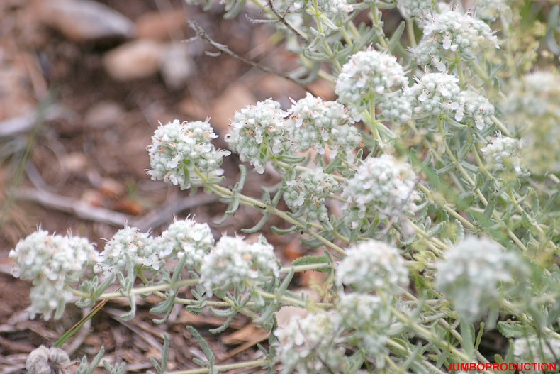 GERMANDREE BLANC GRISATRE