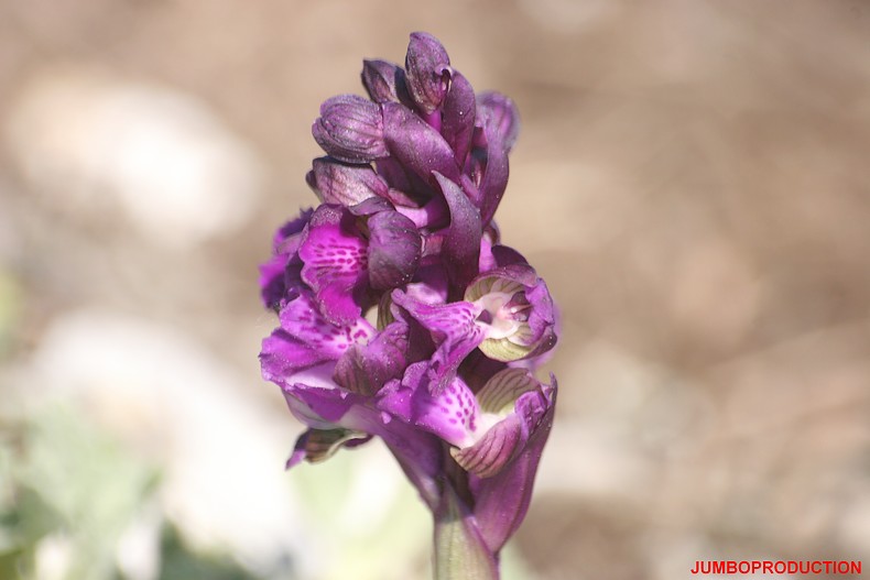 ORCHIS BOUFFON