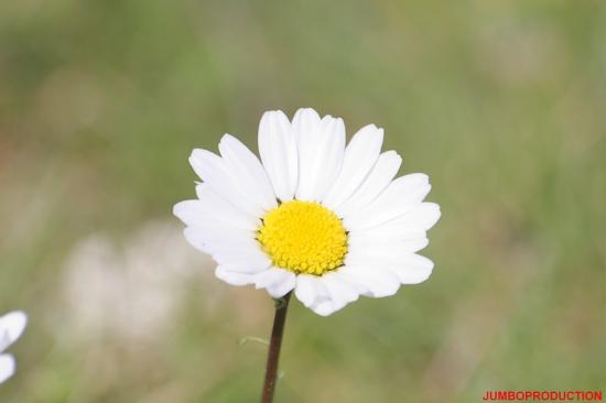 ANTHEMIS DES MONTAGNES