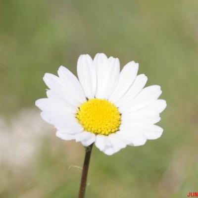 ANTHEMIS DES MONTAGNES