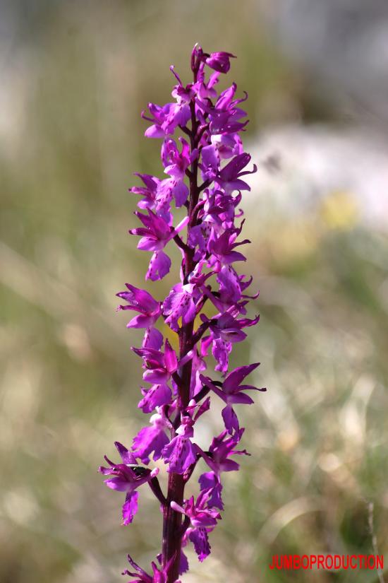 ORCHIS D'HYERES