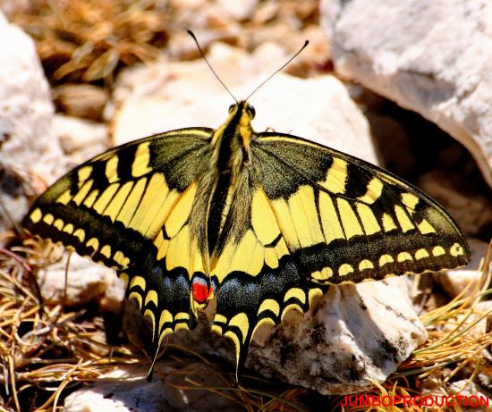 MACHAON