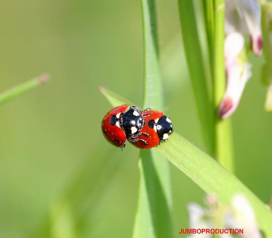 COCCINELLE