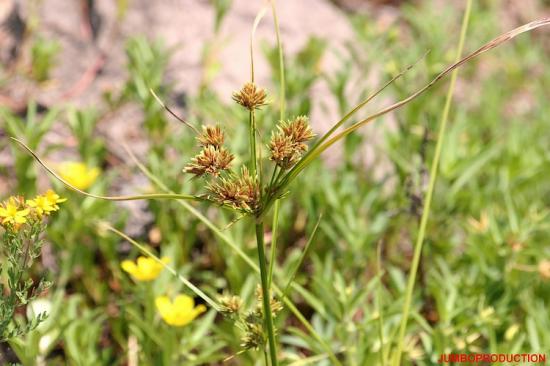 RHYNCHOSPORA BRUN