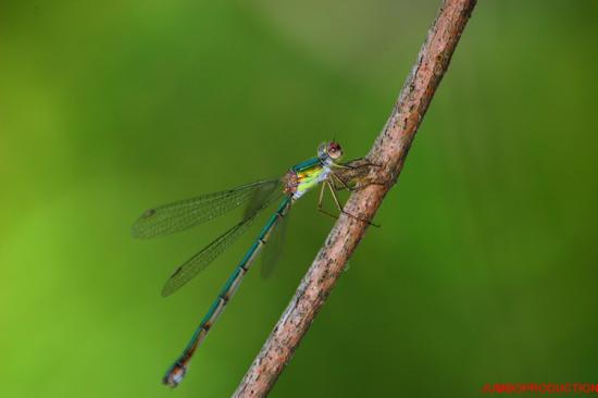 agrion élégant