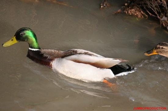 COLVERT