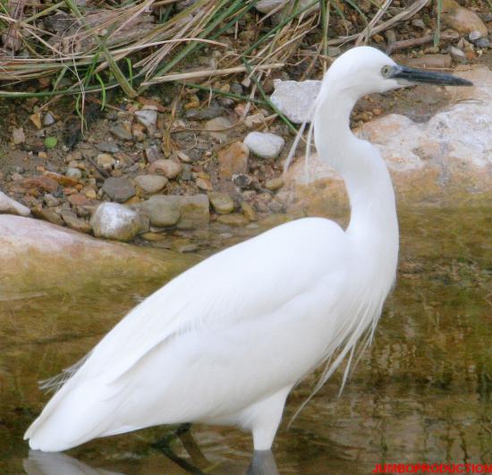 AIGRETTE GROS PLAN