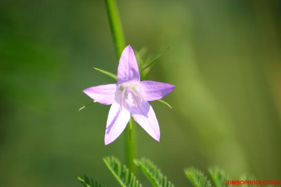 CAMPANULE RAIPONSE