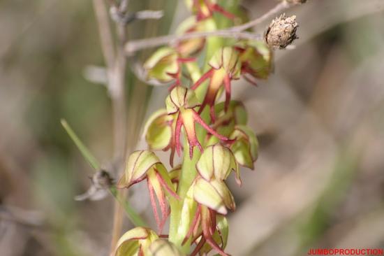 ORCHIS HOMME PENDU