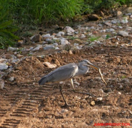 HERON