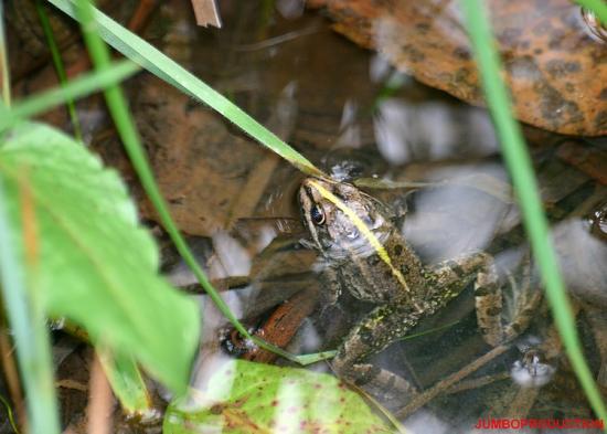 GRENOUILLE