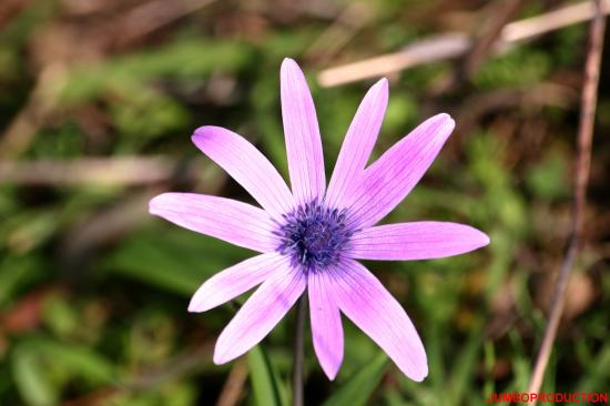 ANEMONE DES JARDINS