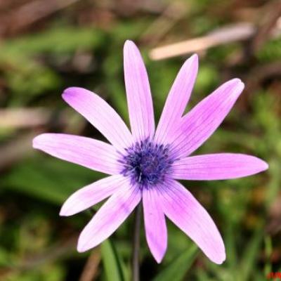 ANEMONE DES JARDINS