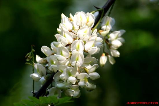 ACACIA