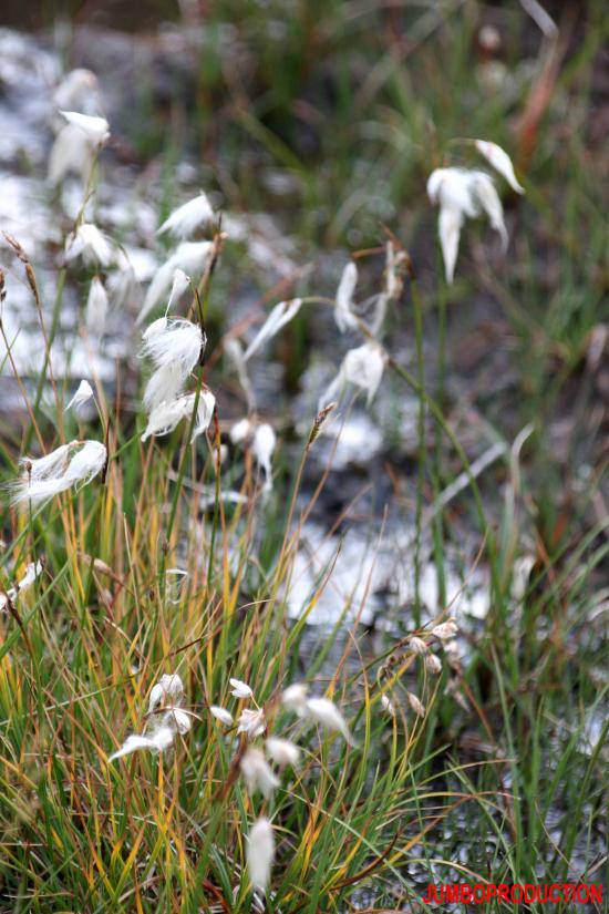 LINAIGRETTE