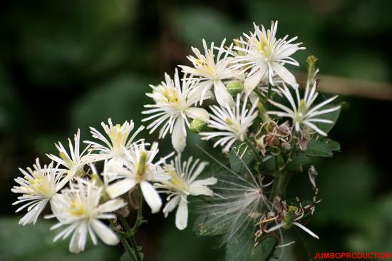 CLEMATITE