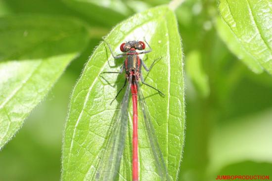 AGRION DELICAT