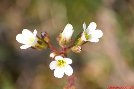 SAXIFRAGE GRANULEE