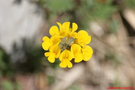 HIPPOCREPIS TOUPET