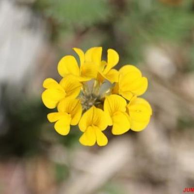 HIPPOCREPIS TOUPET