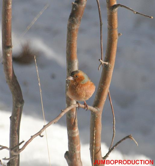 rouge gorge