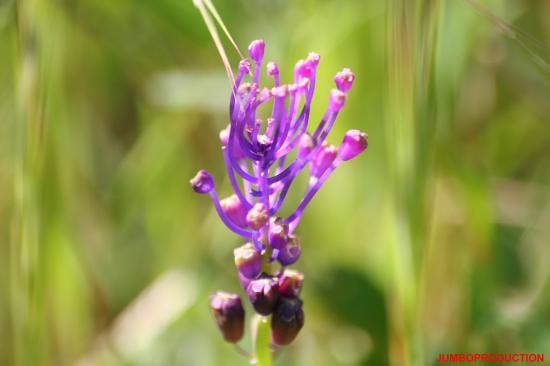 MUSCARI TOUPET