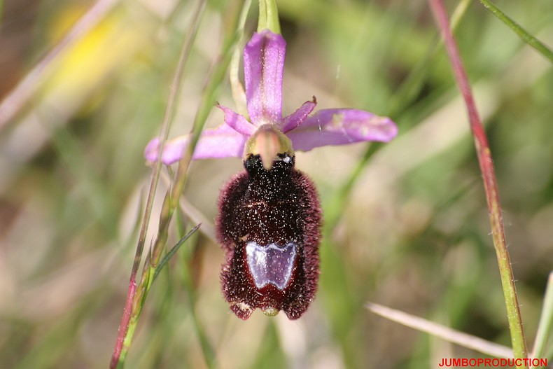 OPHRYS AURELIEN