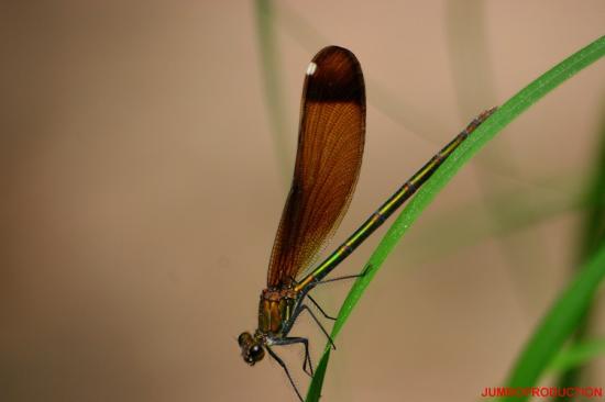 DEMOISELLE