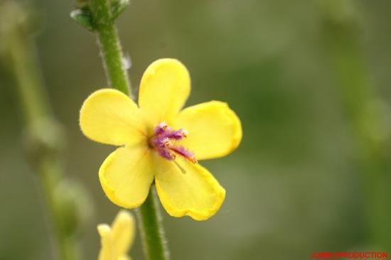 MOLENE BLATTAIRE