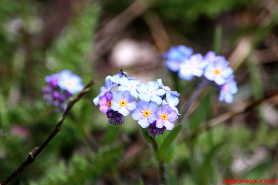 MYOSOTIS