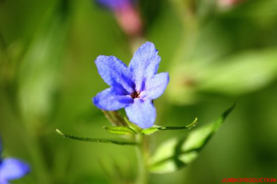 GREMIL POURPRE BLEU