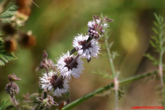 MENTHE POUILLOT