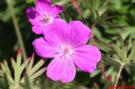 GERANIUM SANGUIN