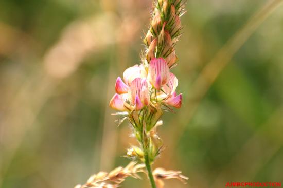 SAINFOIN MONTAGNARD