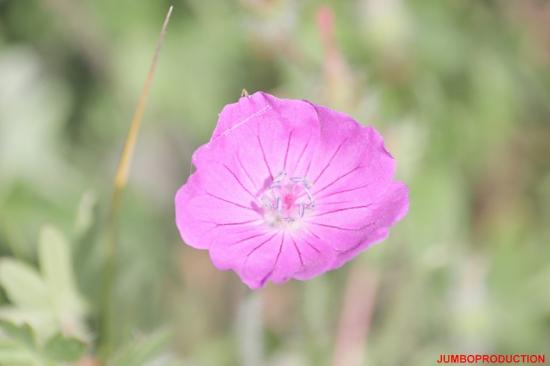 GERANIUM SANGUIN