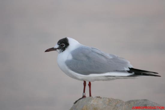 MOUETTE