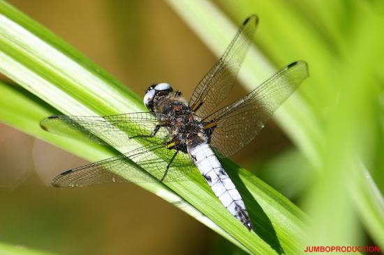 ORTHETRUM BLEUISSANT