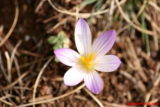 CROCUS