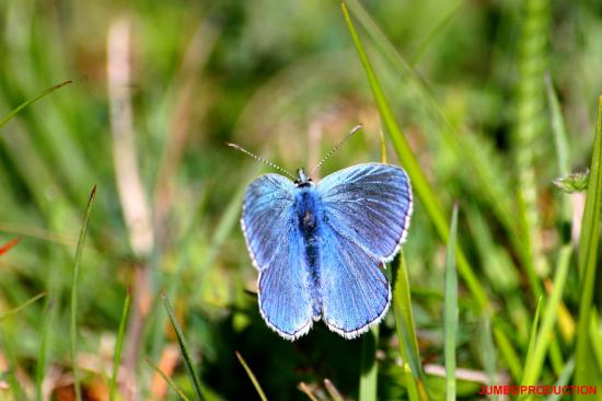 AZURE