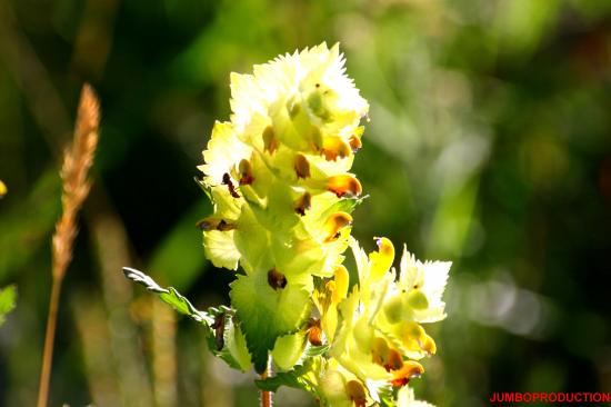 RHINANTE CRETE DE COQ