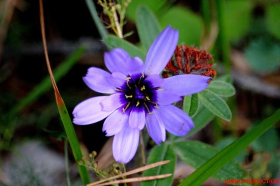 CATANANCHE BLEUE