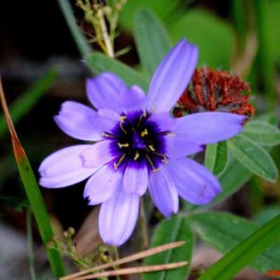 CATANANCHE BLEUE