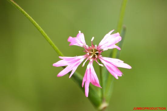 SILENE FLEUR COUCOU