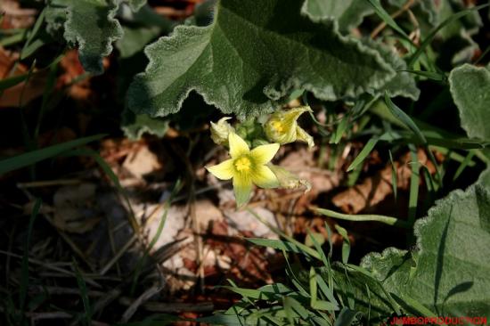 CORNICHON/CONCOMBRE