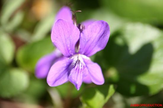 VIOLETTE DES ROCHERS