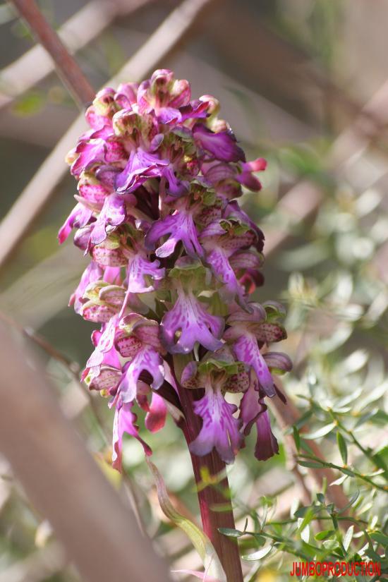 ORCHIDEE LONGUES BRACTEES