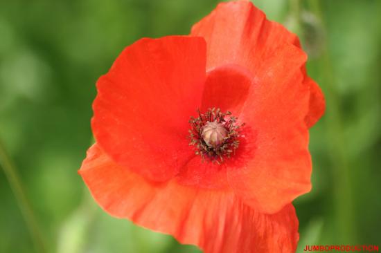 COQUELICOT