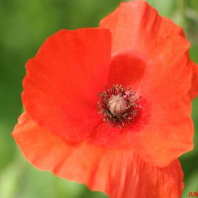 COQUELICOT