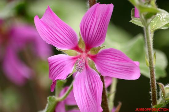 LAVATERE MAUVE EN ARBRE