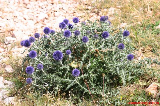 ECHINOPS RITRO/OURSIN BLEU